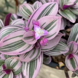 Tradescantia Nanouk Plants 🪴💜🩷