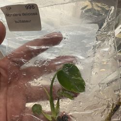 Balbasaur Tissue Culture Plant Monstera