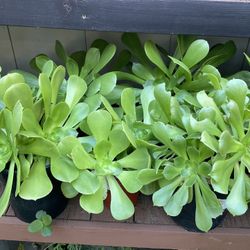 Aeoneums Plants Succulents 