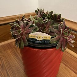 Ruby Hearts Beautiful Healthy Succulents For Your Office And Indoor Garden