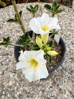 White Flower Desert Rose