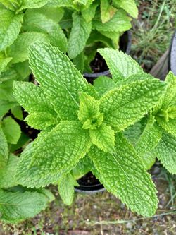 Lemonbalm Herb Plants Organicaly Grown