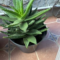 Price Drop! Low Water Use large, Beautiful Aloe.