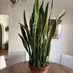 ✨ Flowering! Large 4’7” Snake Plant in Terracotta Pot – Healthy & Full – Easy Care ✨