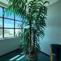 Artificial Silk Tree – Large Decorative Plant