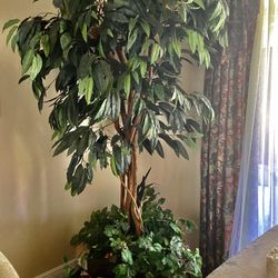 Decorating Plant