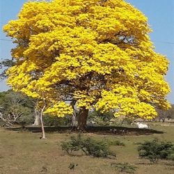 Yellow Tababuia Trees