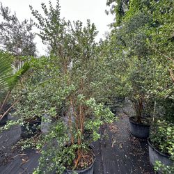 Simpson Stopper Bush 