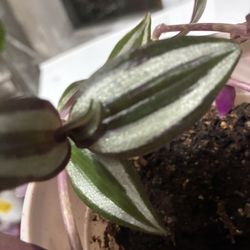 Zebra Tradescantia