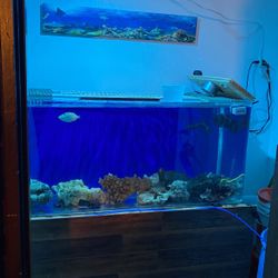 75 Gal All In One Saltwater Tank