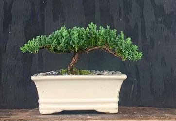 Bonsai Juniper