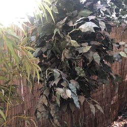 Tall artificial tree large vase asking $30 obo