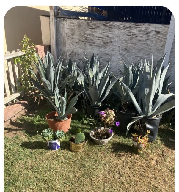 Plants De Magay
