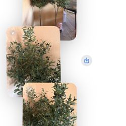 Olives 🫒 Tree. 🌳 $130 Firm. Both 