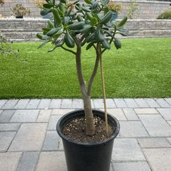 Tall Jade Plant (over 2 ft. ) in 5 gal Container 