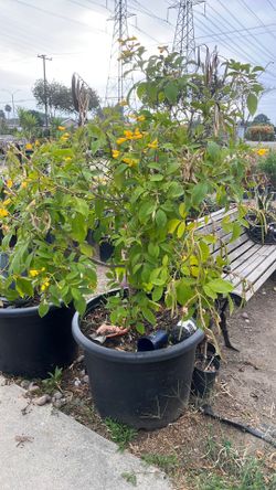 Senna corymbosa