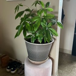 Money Tree