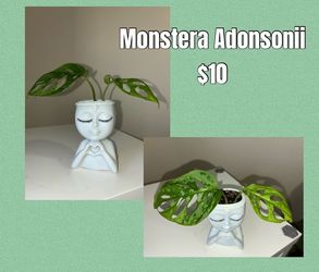 Monstera Adonsonii