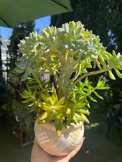 Very Beautiful crested succulent tree in a beautiful pot