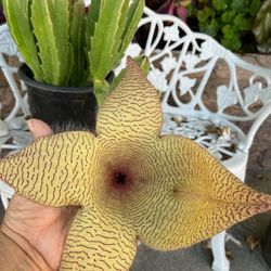 Stapelia gigantea, Carrion Flower or Starfish Flower