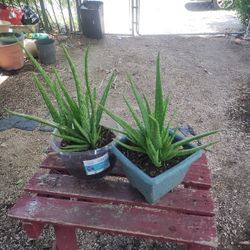 Aloe Vera Plants 