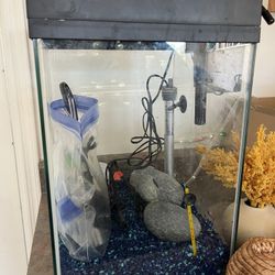 5-Gallon Aquarium Setup – Complete with Everything Except the Will to Keep It Alive 😂