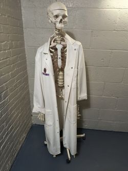 Life-size Educational Skeleton