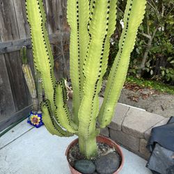 Large Cactus for Sale in Escondido, CA - OfferUp