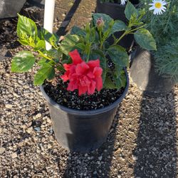 Double Pedal Red Hibiscus