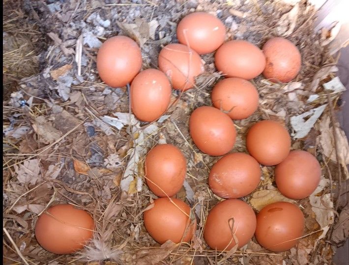 Farm Fresh Free Range Eggs