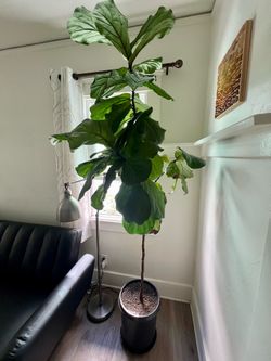 Fiddle Leaf Fig Tree