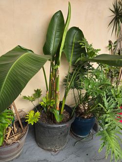 Plantas