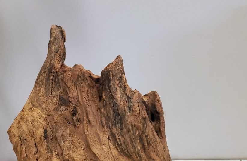 Beautiful Large Piece of Natural Driftwood for Aquariums and Terrariums
