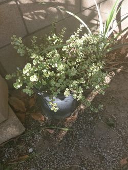 Succulent