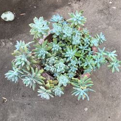 Succulents 