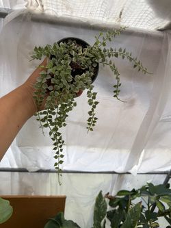 4” variegated million hearts