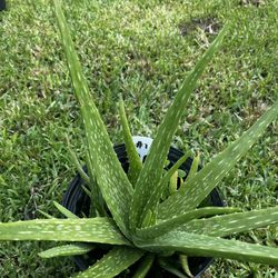 Sacred Aloe Vera Plant 
