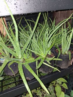 Plantas de savila