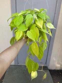 Neon Philodendron Cordatum Trailing House Plant 6” Hanging Pot