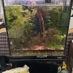 40 Gallon Aquarium Cube