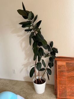 Large Rubber Tree Plant in White Pot