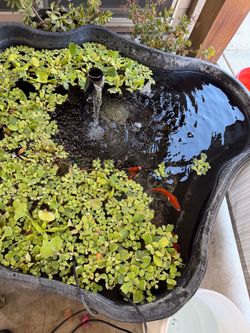 Pond for sale