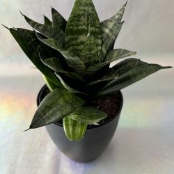 6” Sansevieria Robusta
