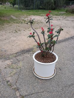 Crown of Thorn Plant and Pot