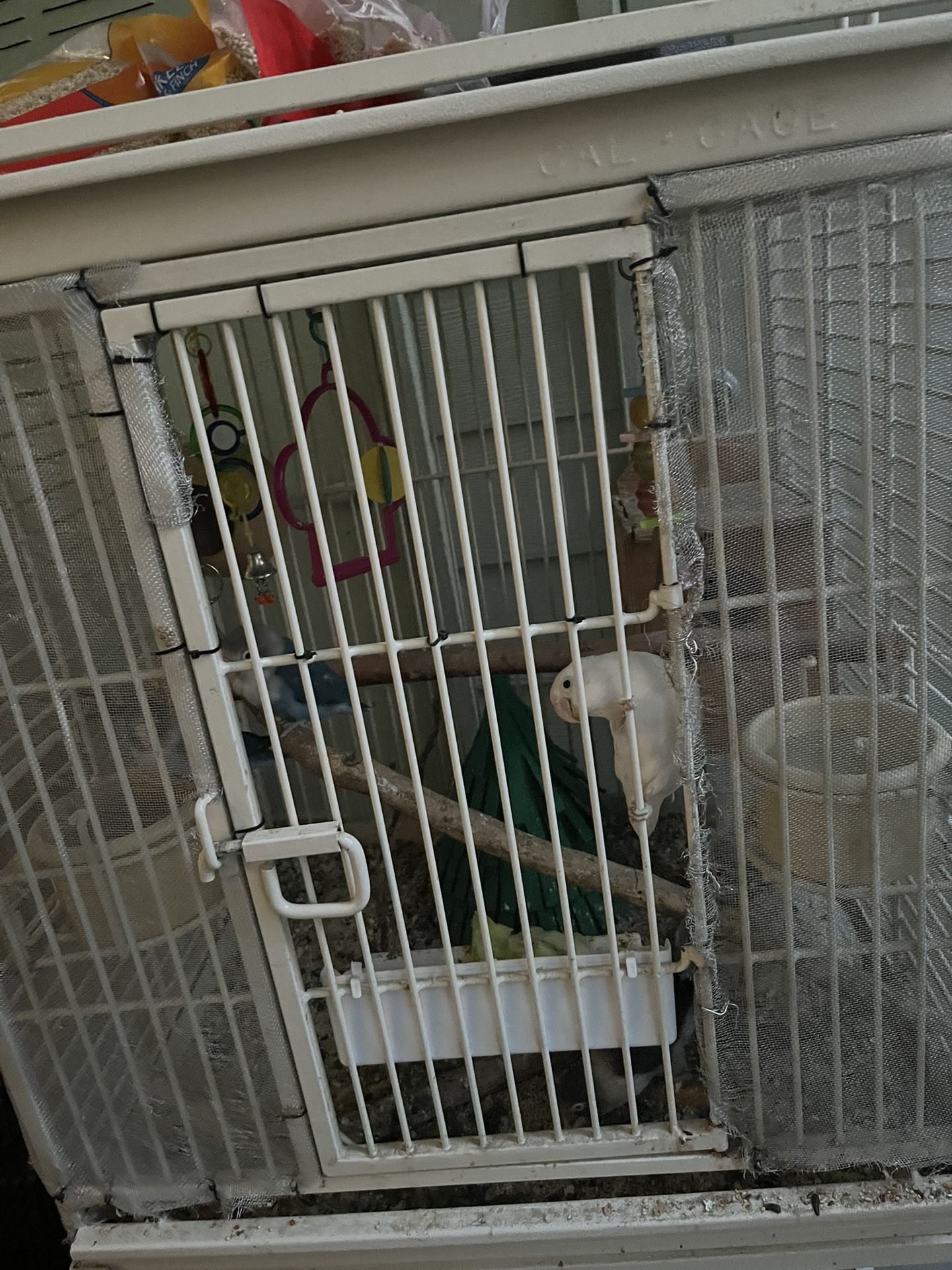 Bird Cage