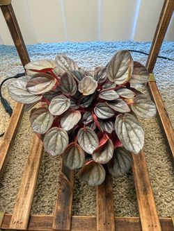 Peperomia pet friendly plant