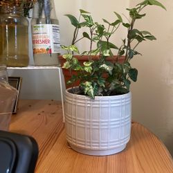 foliage plant 