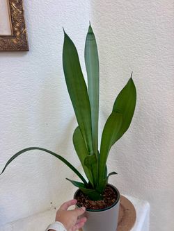 Moonshine Snake Plant