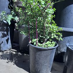 Jade Plant Succulent 