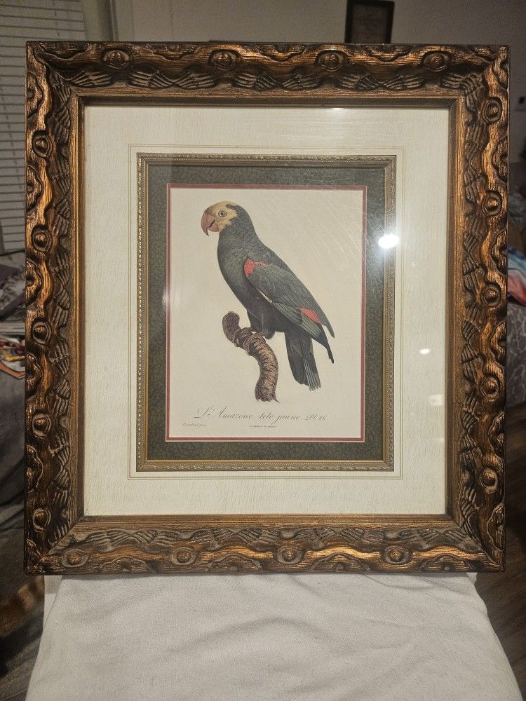 Vintage Parrot Framed Artist Drawing